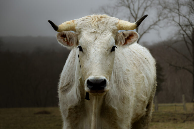 Close-up portrait of a white cow against a dark background